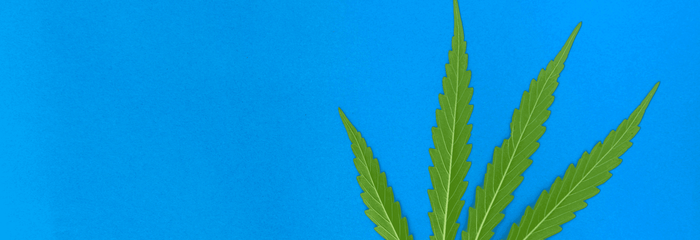 grünes Cannabis Blatt auf blauem Hintergrund