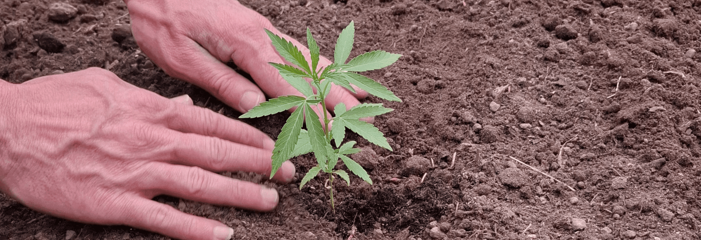 2 Hände pflanzen Cannabis Pflanze in Erde