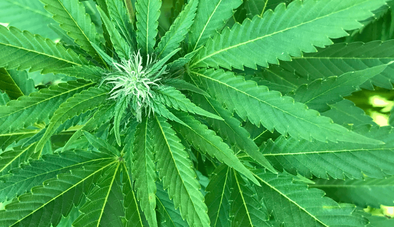 grüne Cannabis Pflanze 